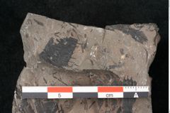 Foto (Detailansicht) von Equisetum ungeri Ettingshausen (NHMW-GEO-2024-0188-10559)